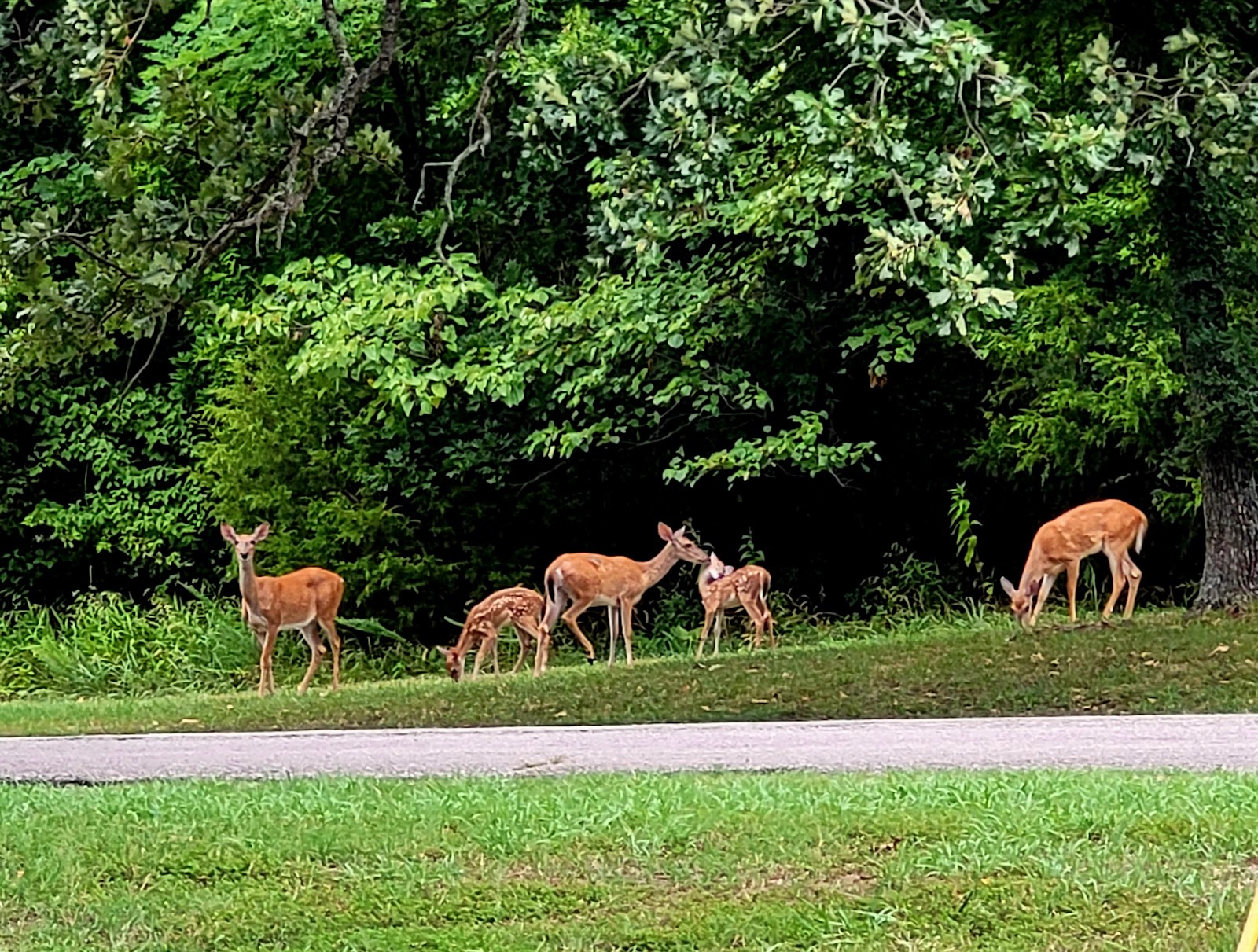 Blue Bill Point Campground