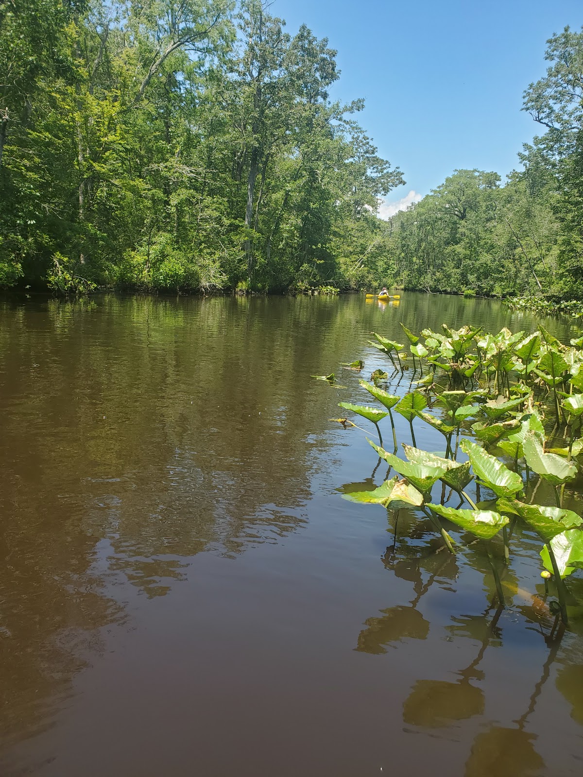 Pocomoke River State Park: Shad Landing