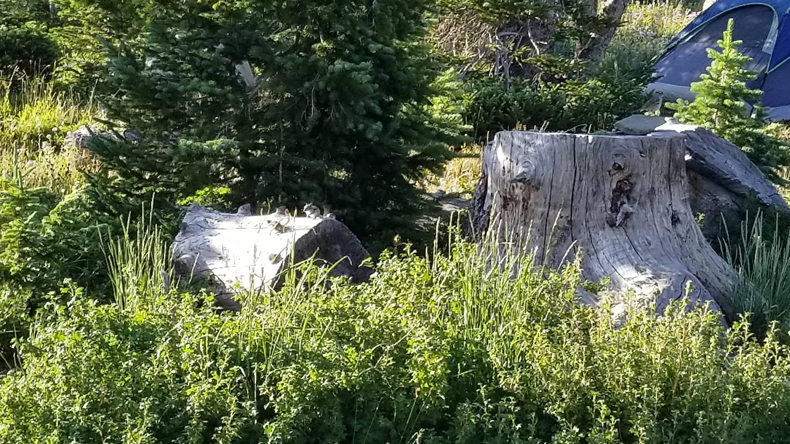 Brooklyn Lake Campground