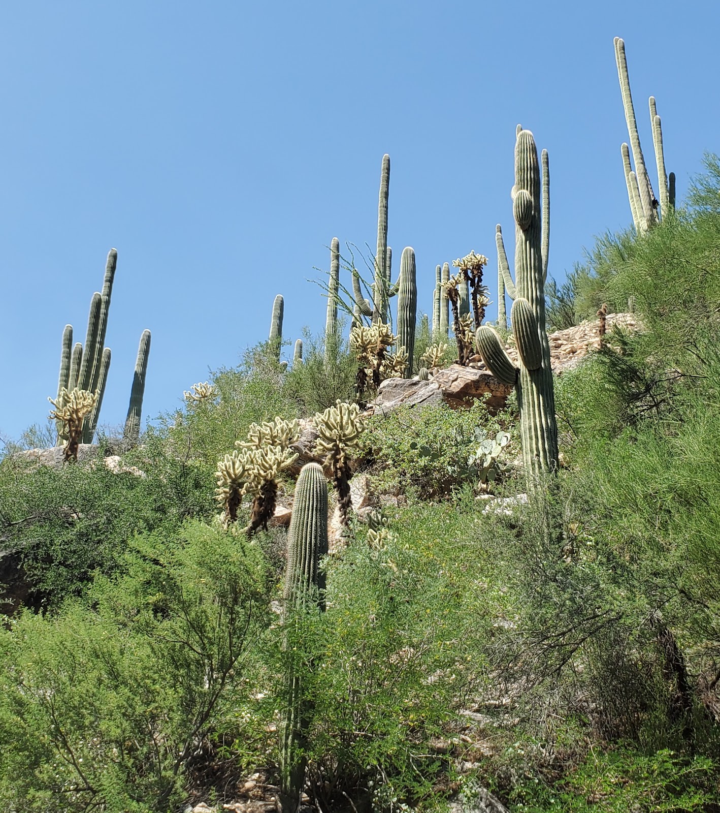 Sabino Canyon Recreation Area Cactus Ramada 2