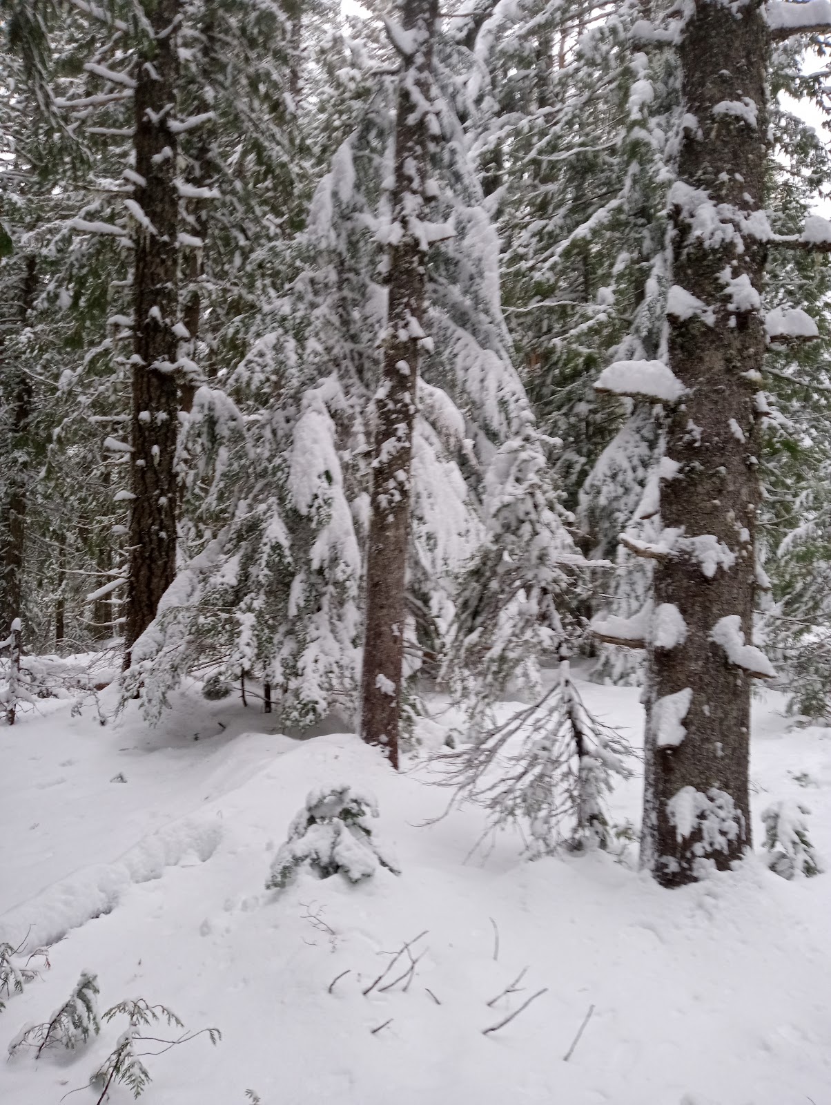 Cove Timothy Lake Campground