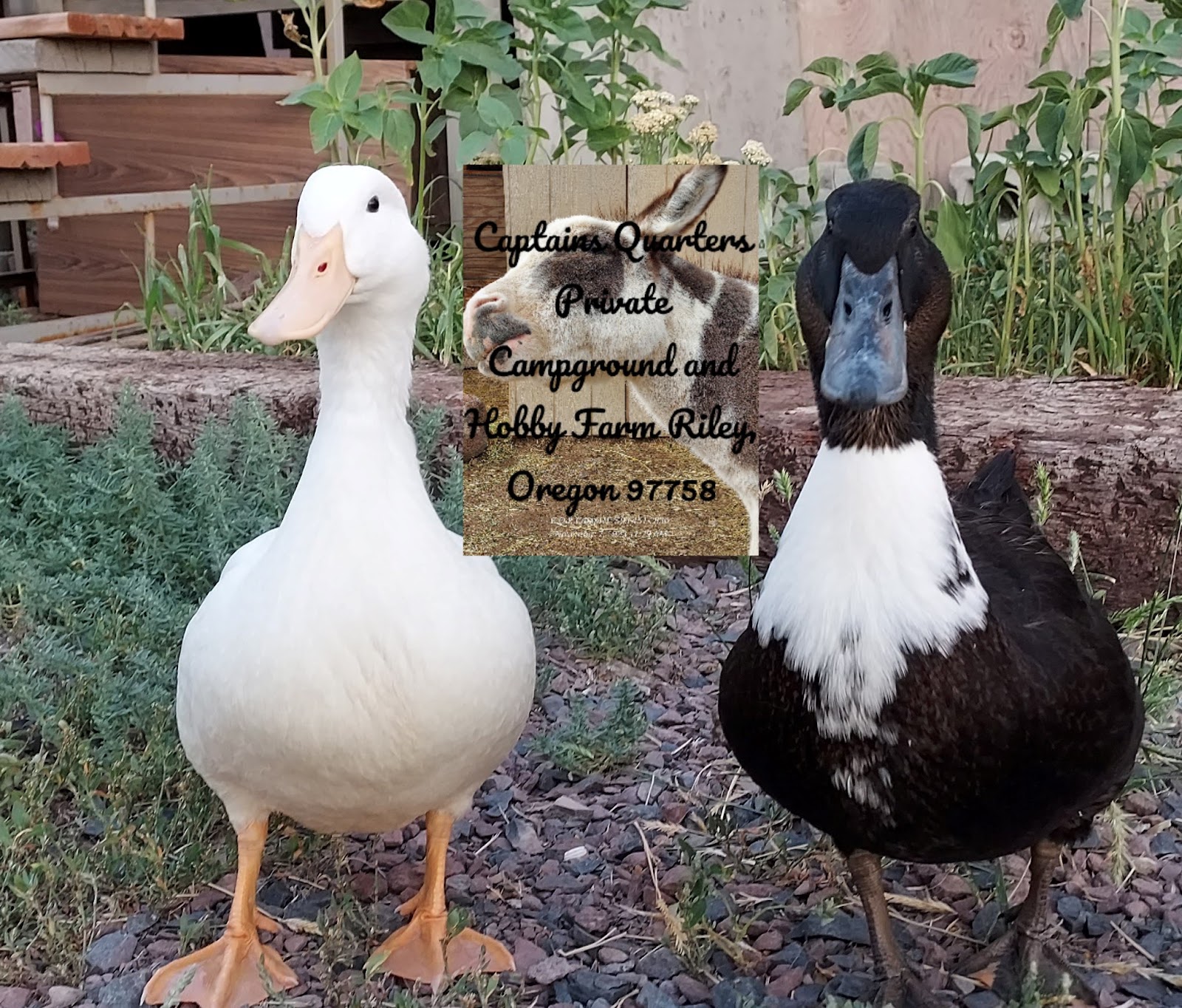 The Tuckers' Private Campground & Hobby Farm