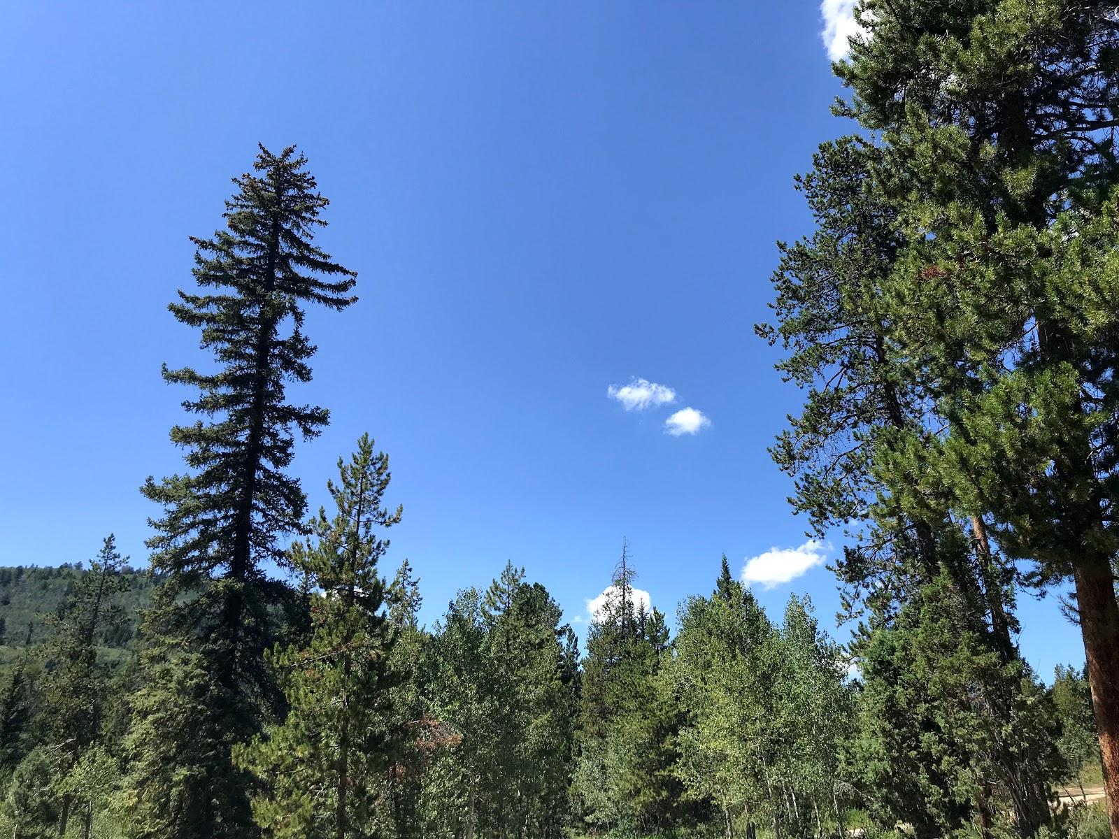 Pine Valley Group Site