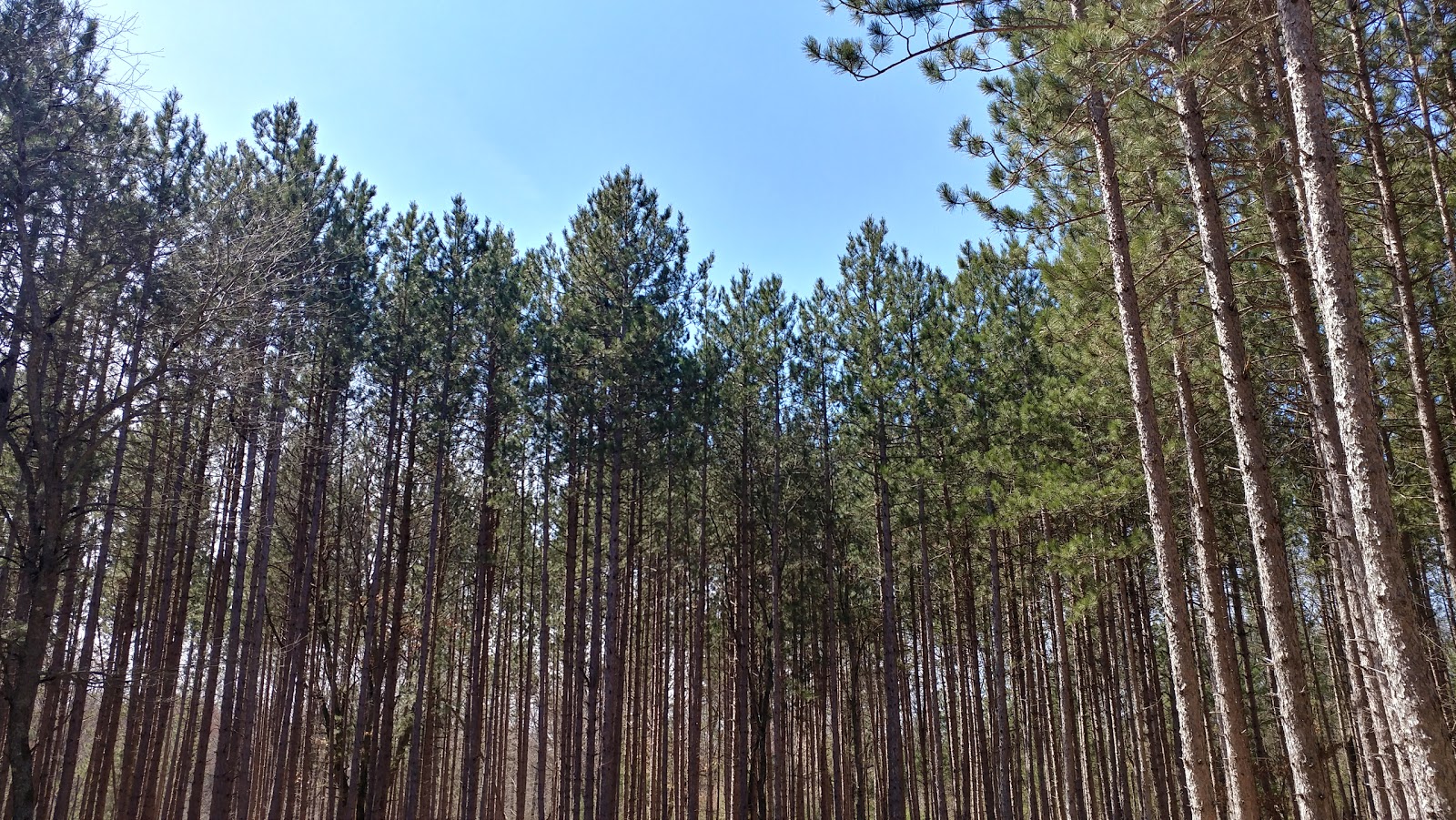 Carrieville SF Campground