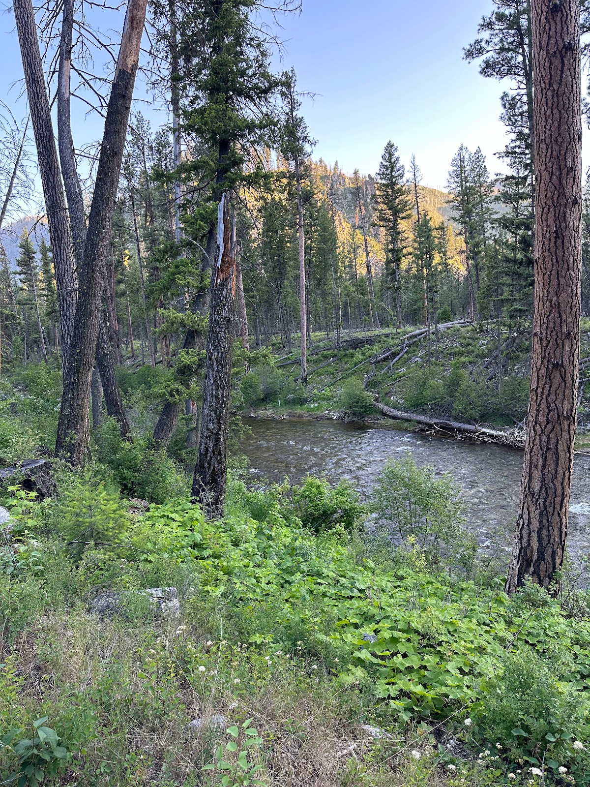 Yellow Pine Campground
