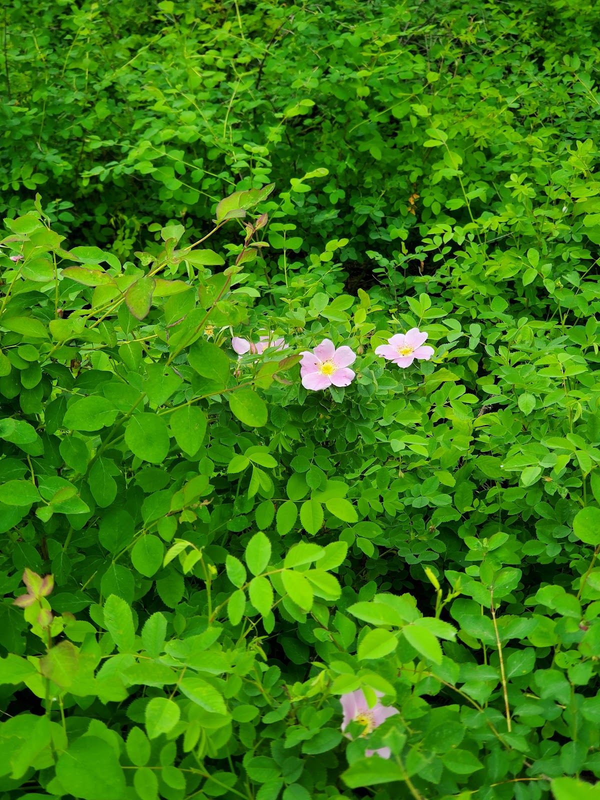 Pend Oreille County Park