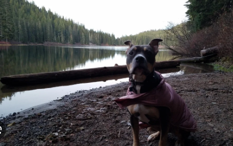 Council Lake Camping