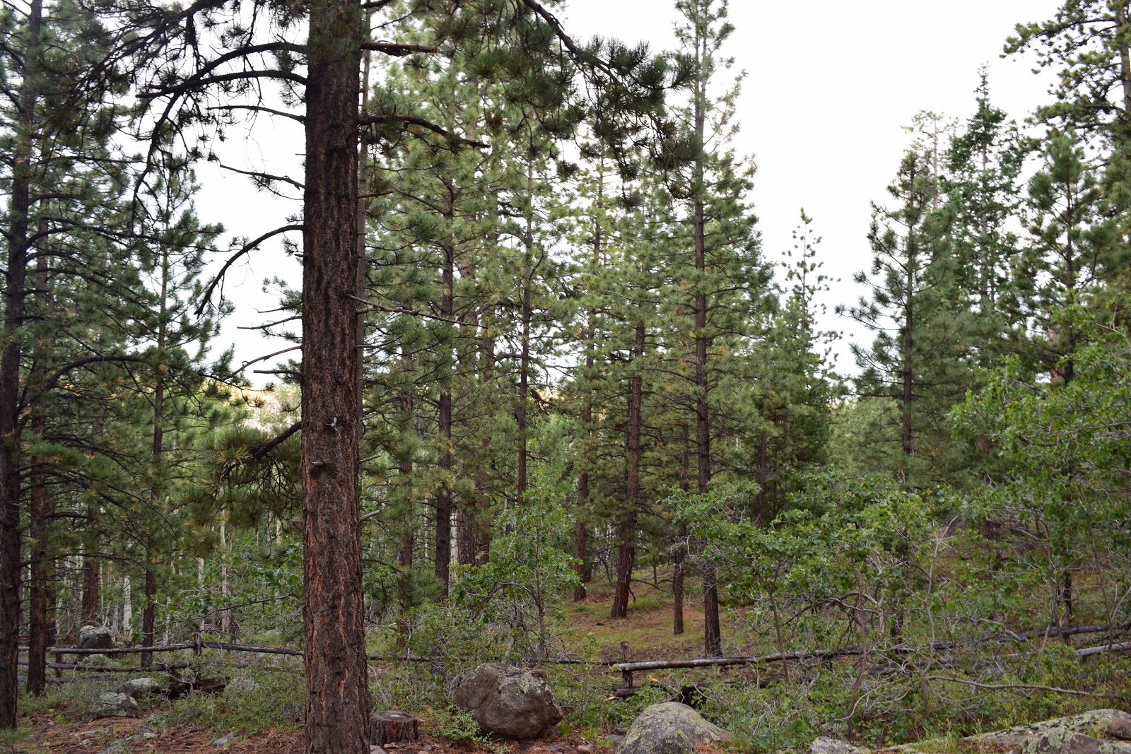 Posey Lake Campground