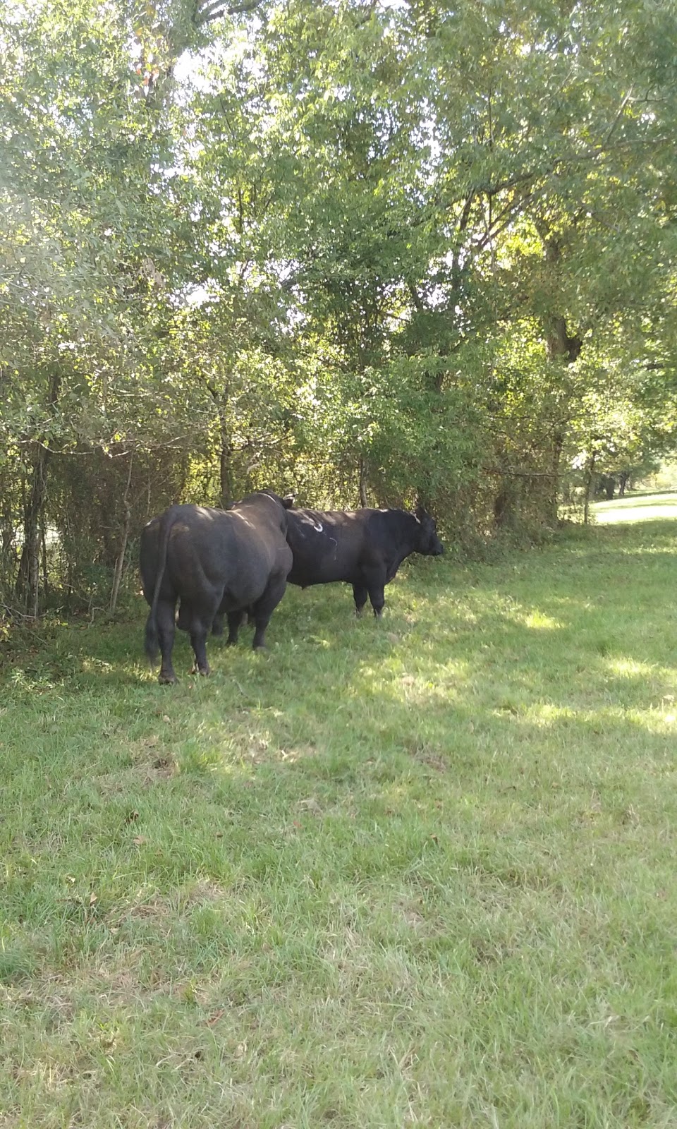 Morgans’ Landing & RV Park