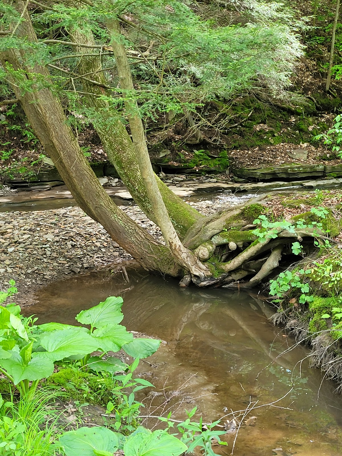 Wildwood Acres Campground