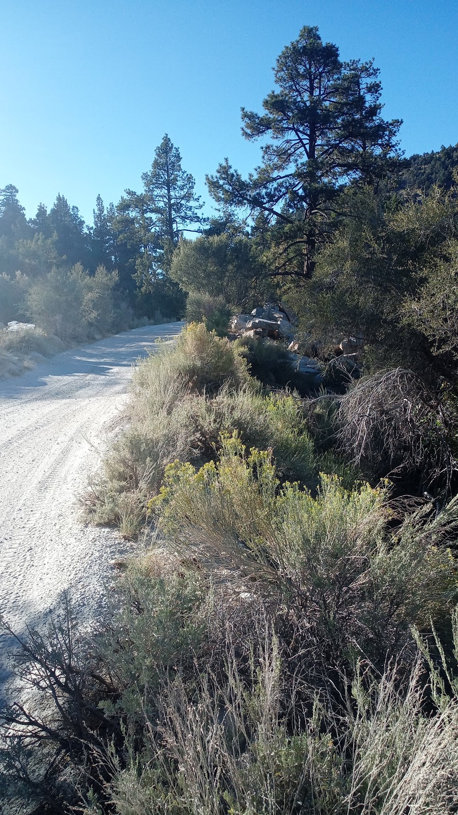 Holcomb Valley Campground