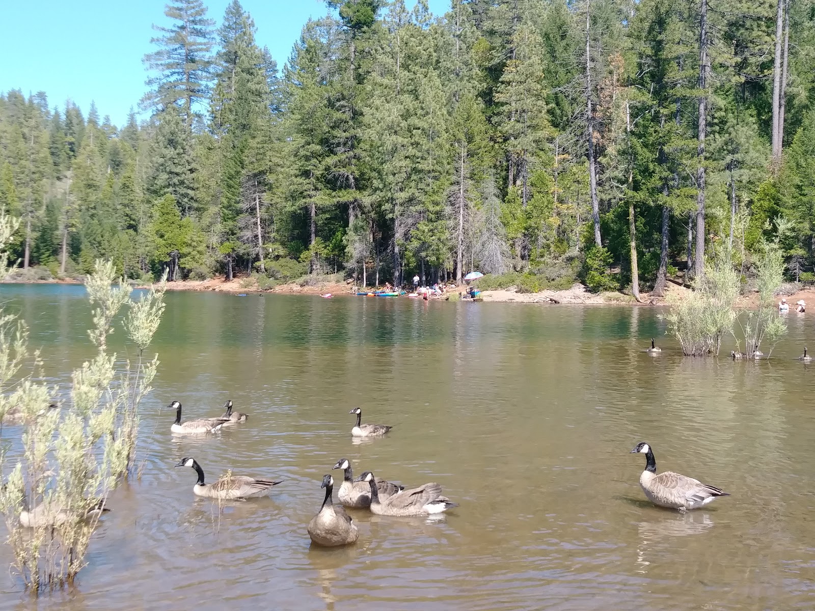 Forbes Creek Group Campground