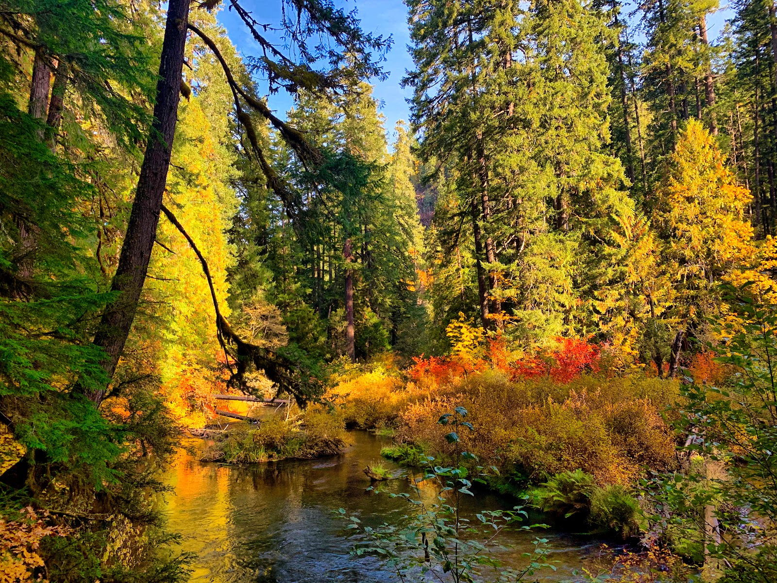 Limberlost Campground