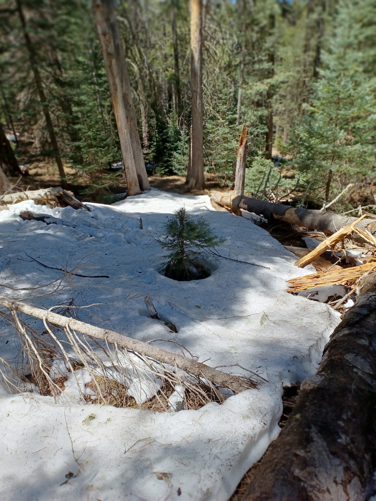Bear Canyon Lake Campground