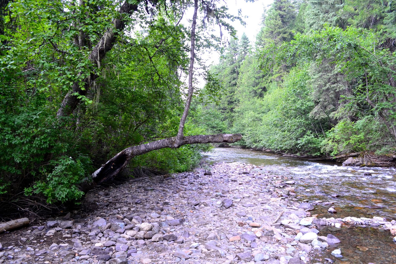 Trout Creek Campground