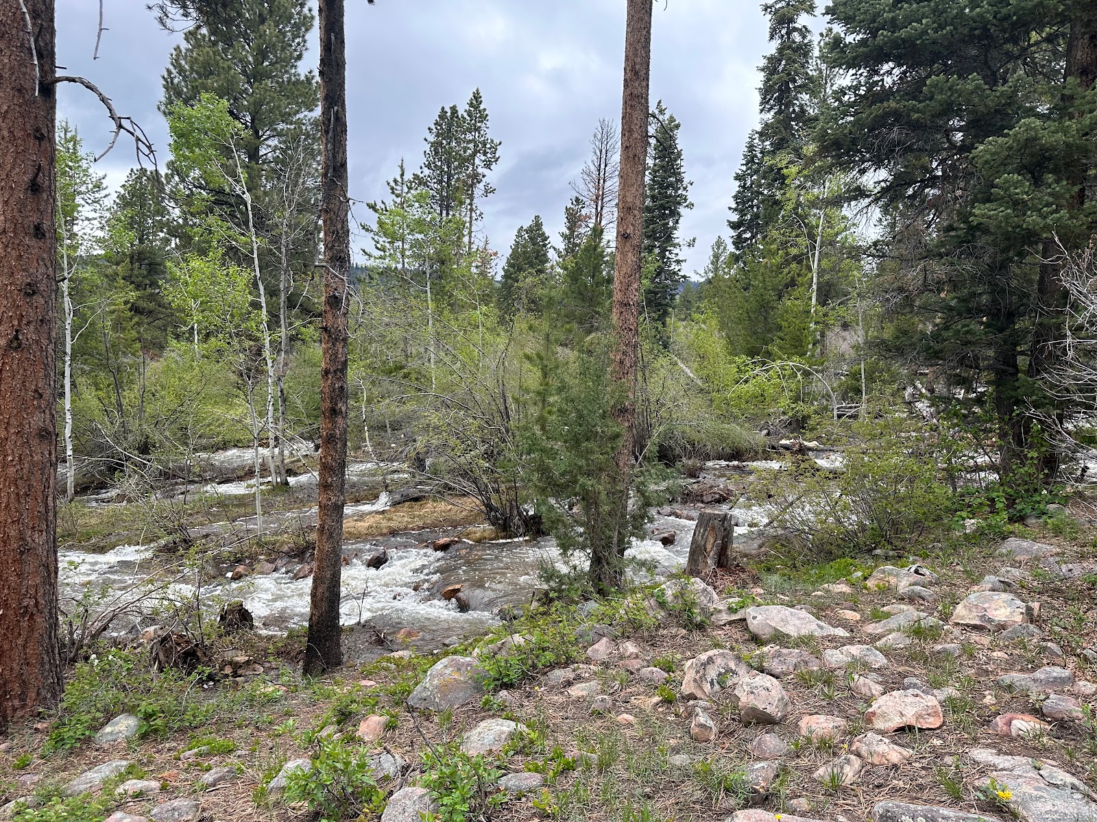 Yellow Pine Campground