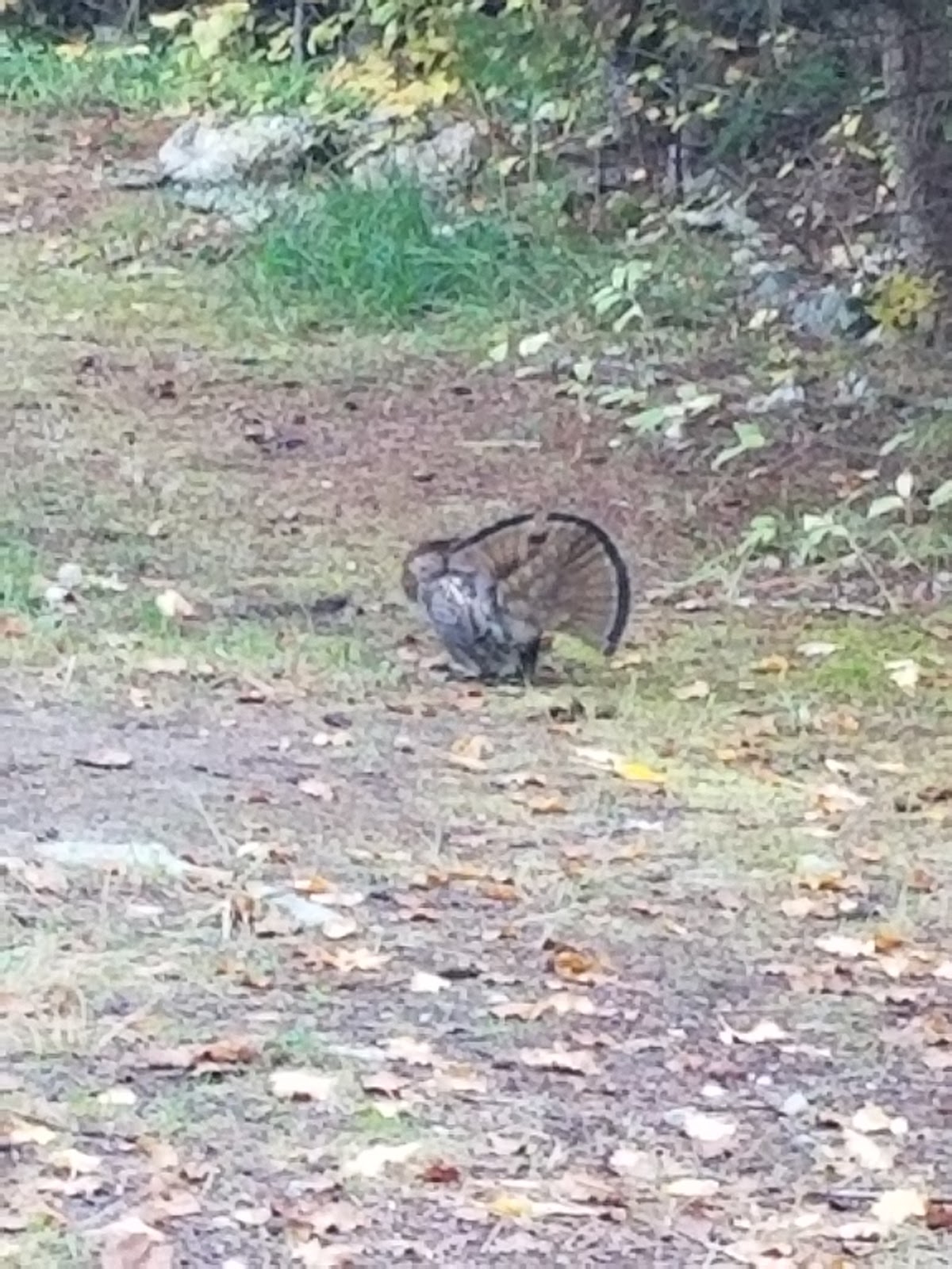 Kelly Forks Campground