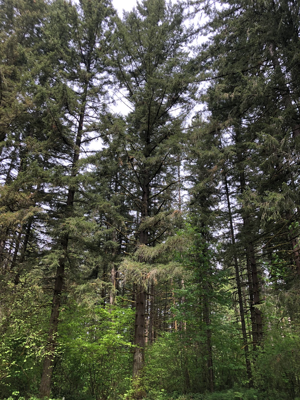 Big Fir Campground RV Park