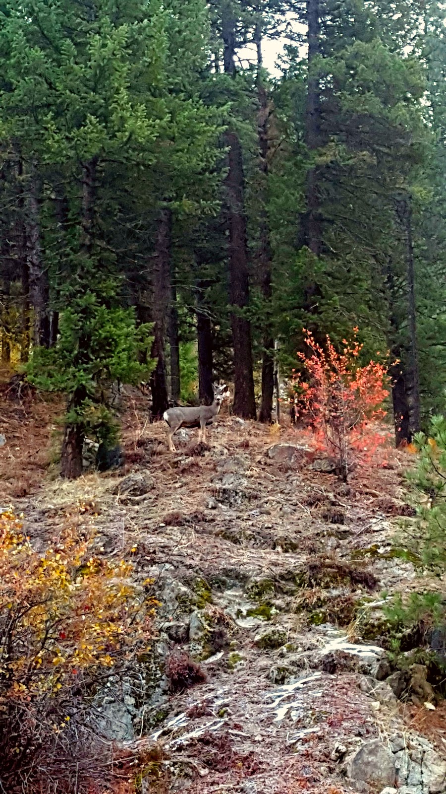 Rattlesnake Campground