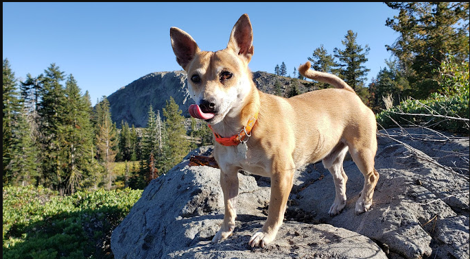 Grouse Ridge Campground