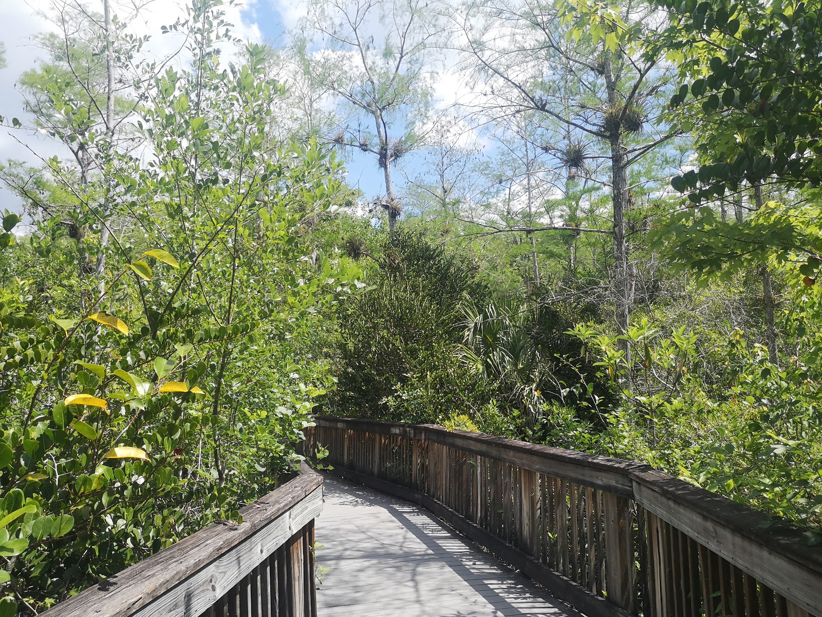 Pink Jeep - Big Cypress National