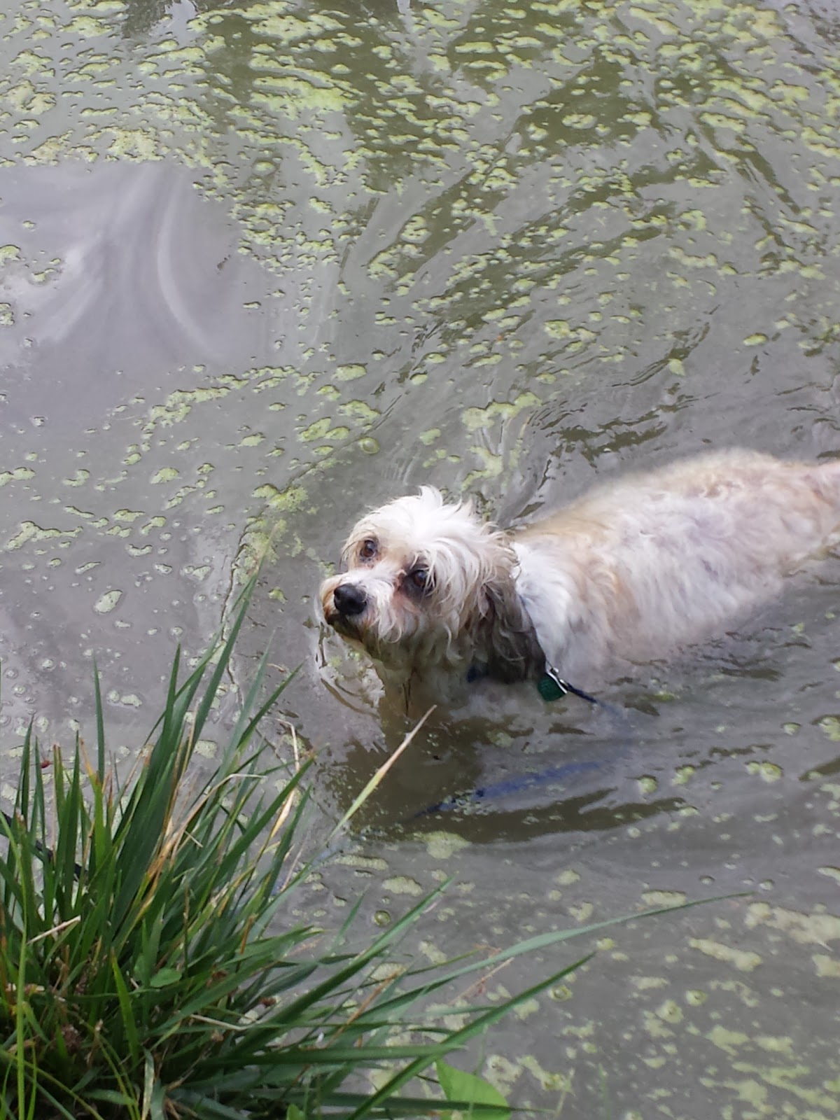 Lincoln Park Camping