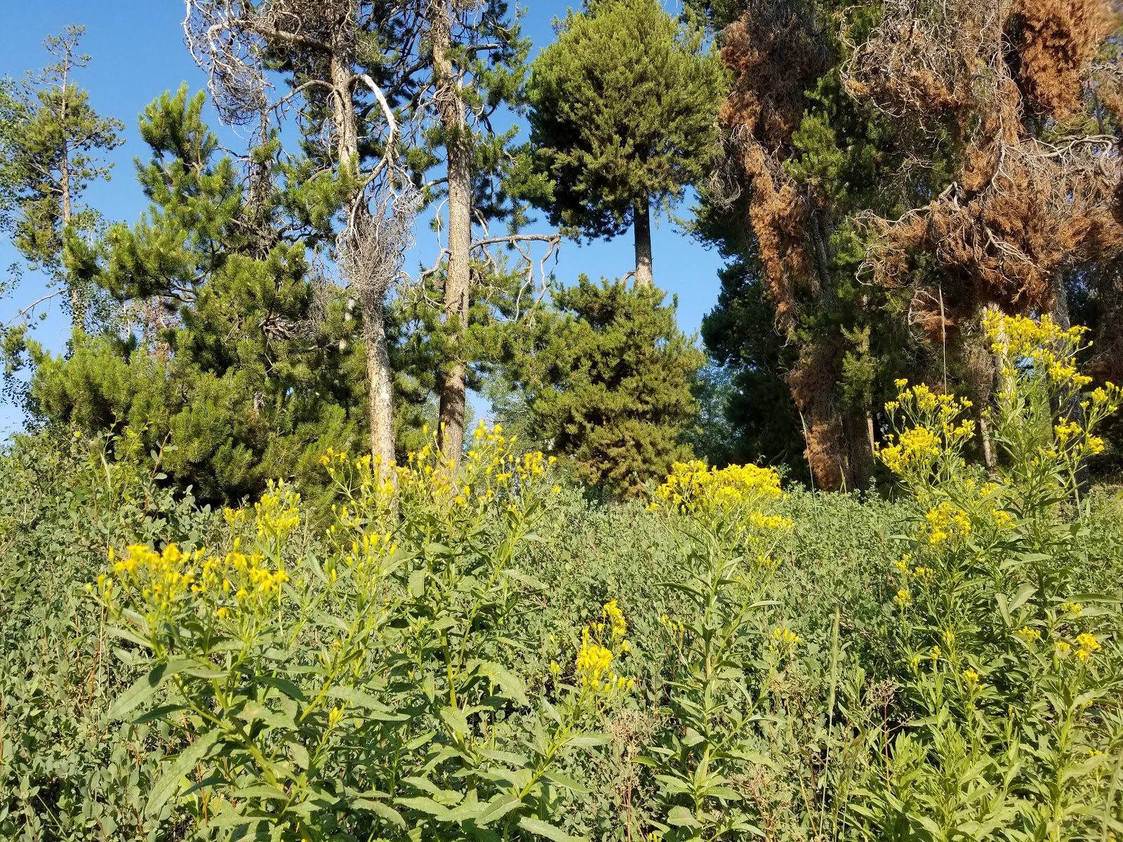 Porcupine Springs Campground