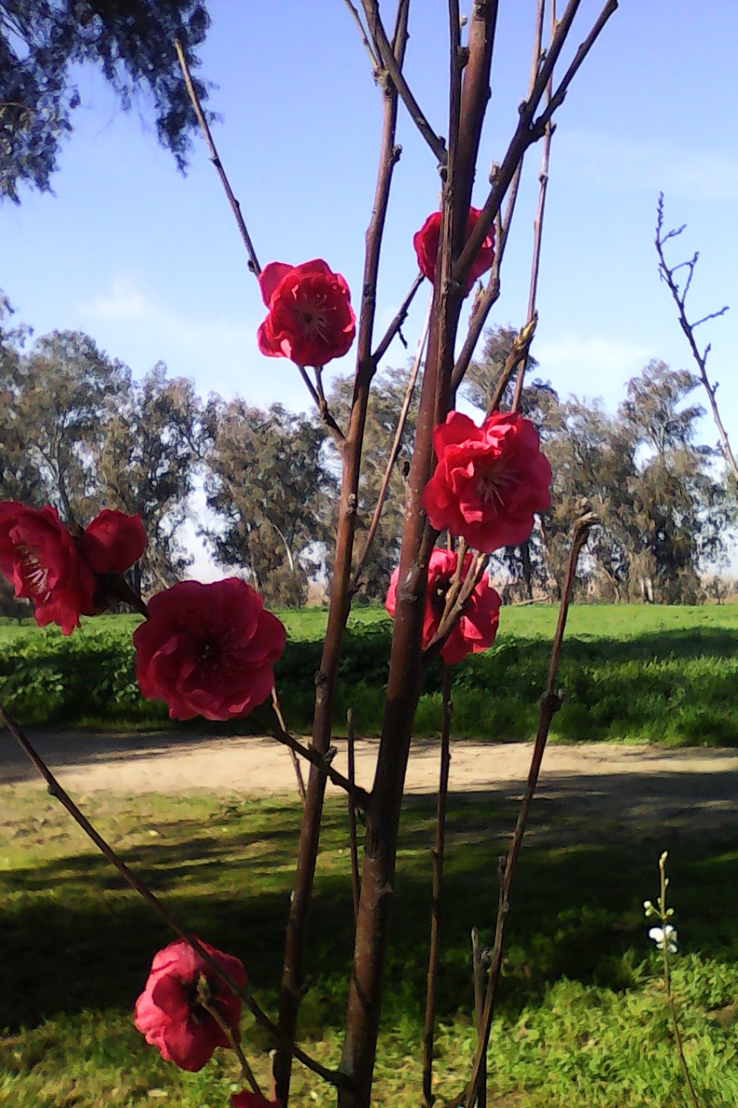 The Wooden Shoe RV Park