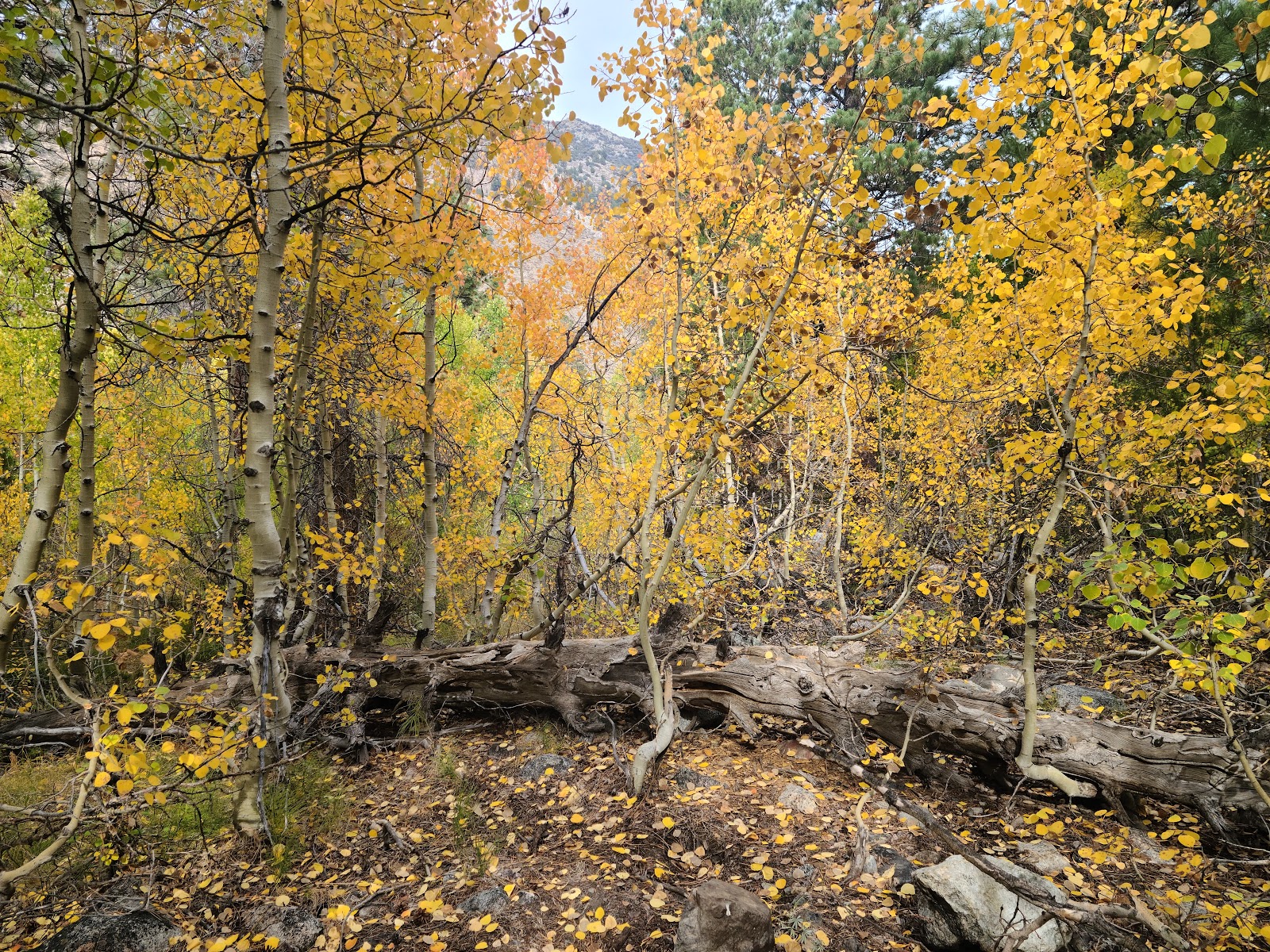 Lundy Canyon Campground