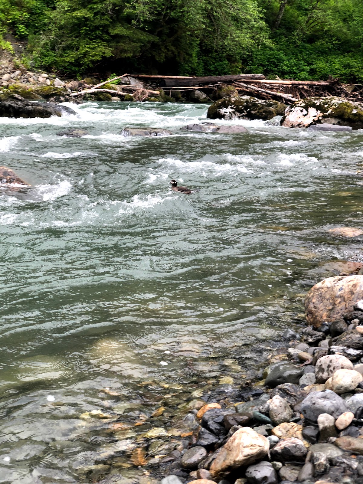 Wiley Creek Group Campground
