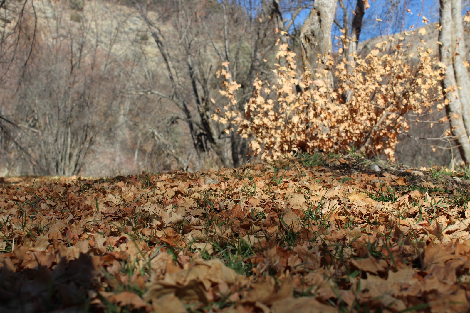 Albert Moser Campground