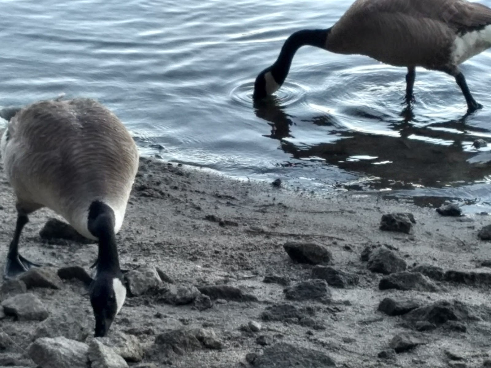 Camino Cove Campground