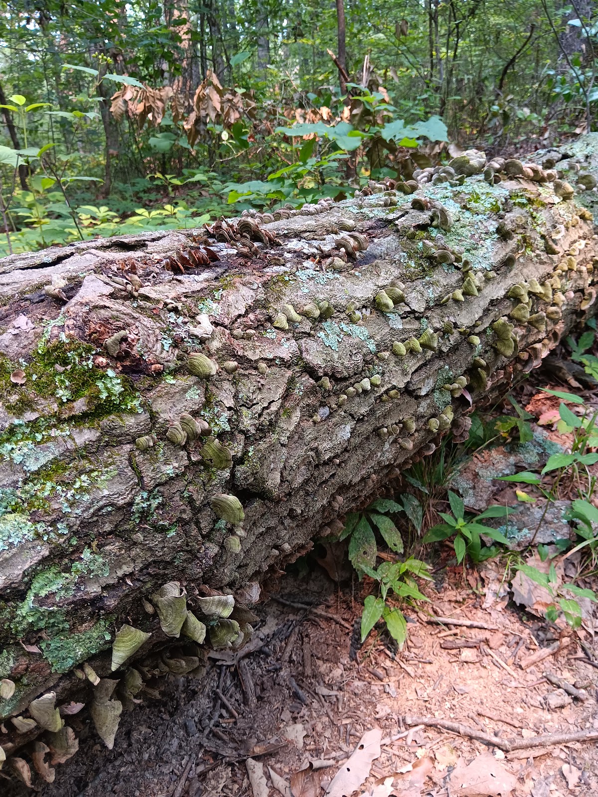 Raccoon Ridge Campground 126