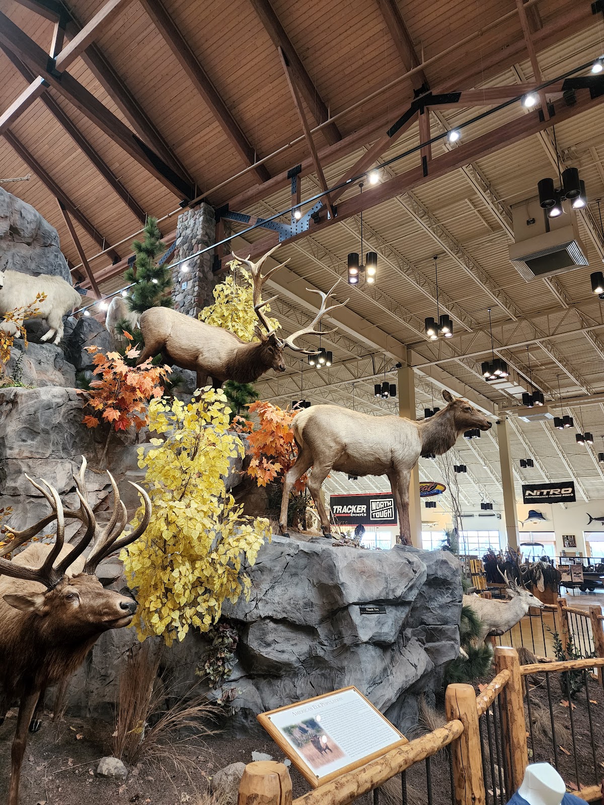 Cabela's