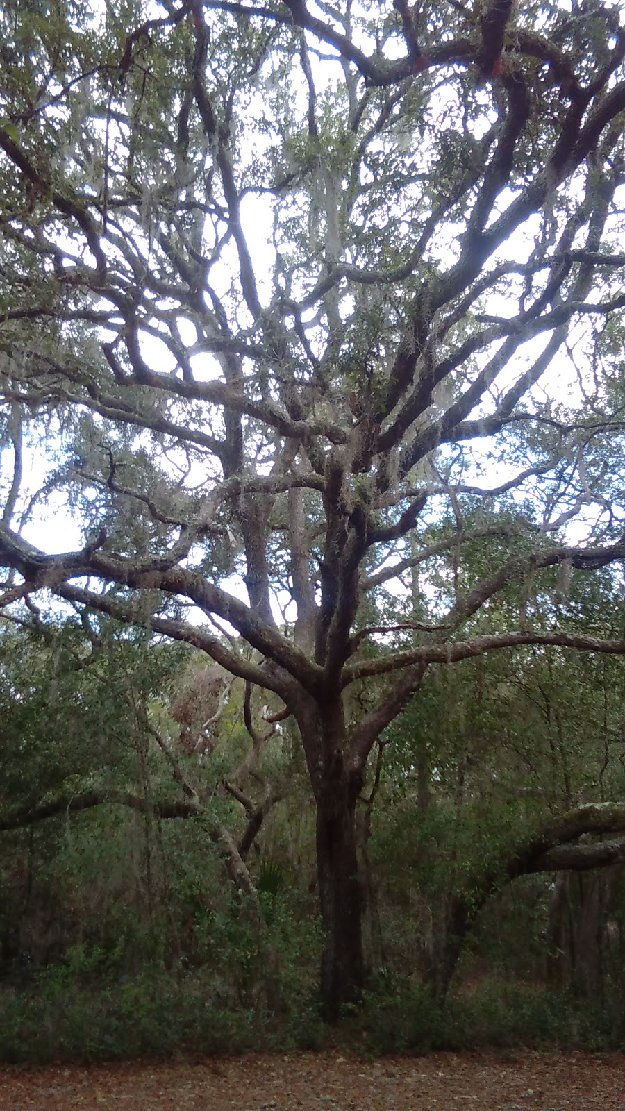 Shanty Pond Campground