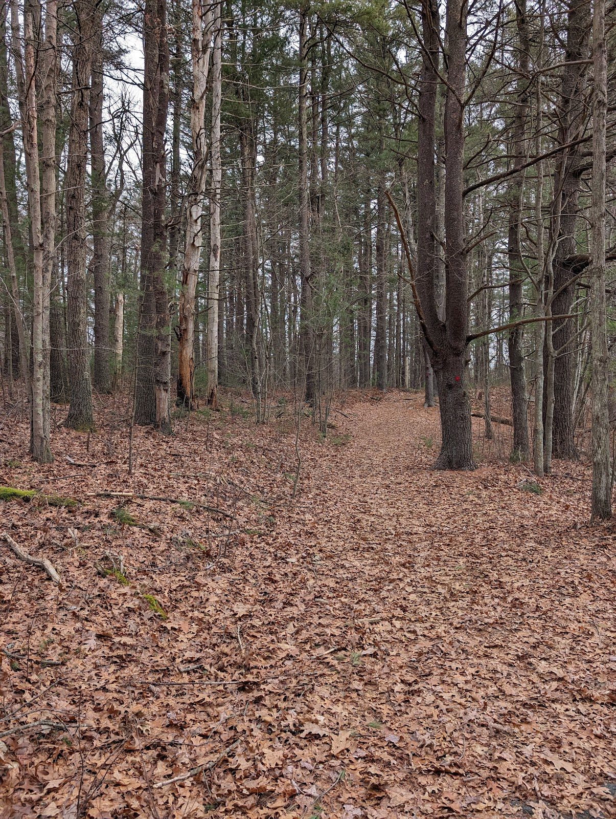 Harold Parker State Forest