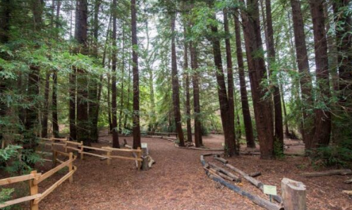 Redwood Regional Park - Skyline Gate
