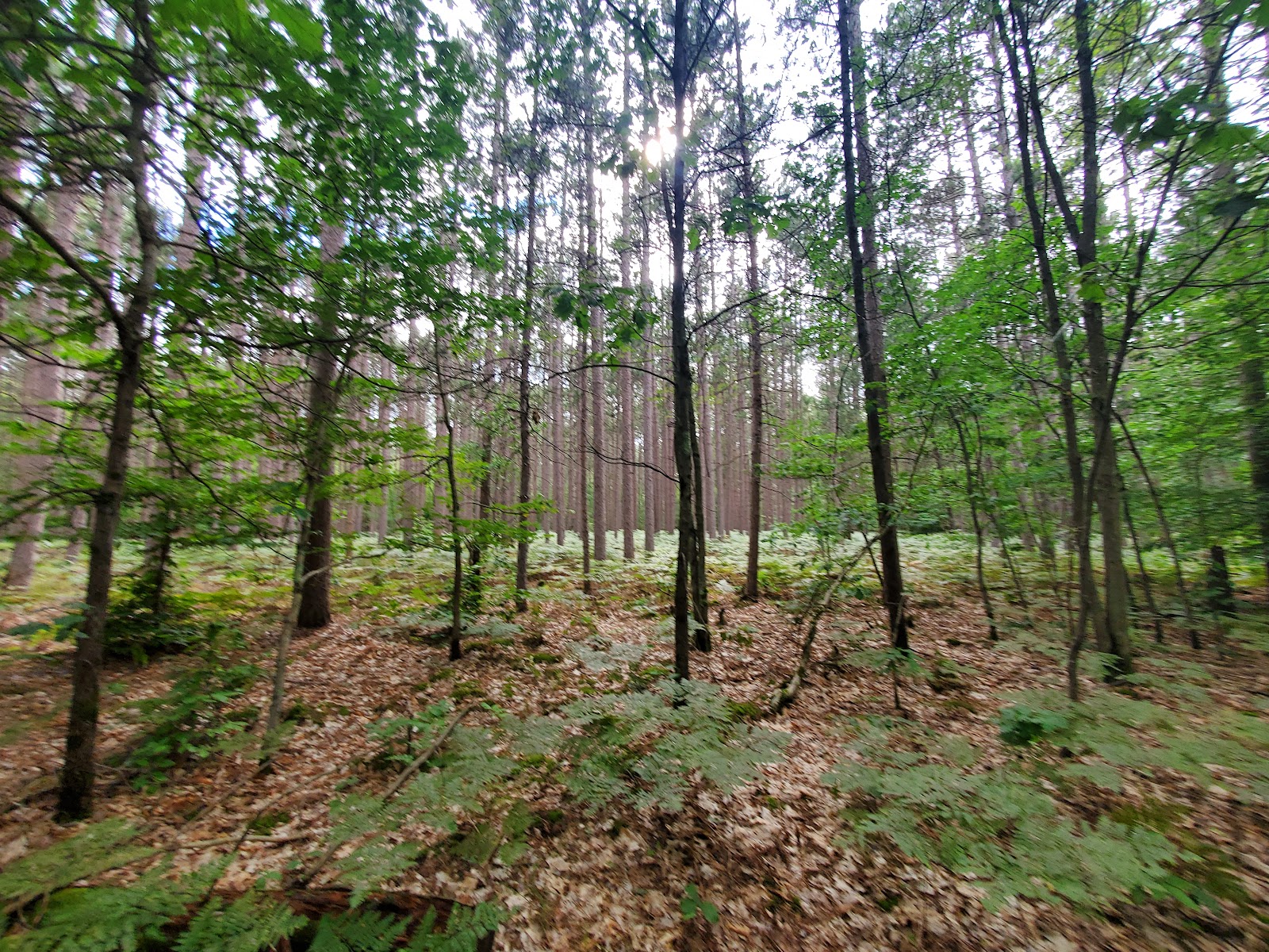 Sulak NF Campgrounnd