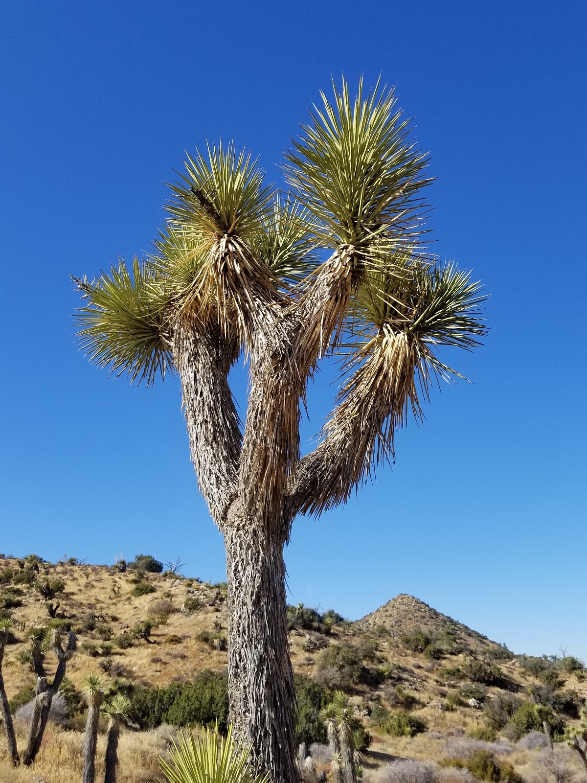 Black Rock Canyon Campground