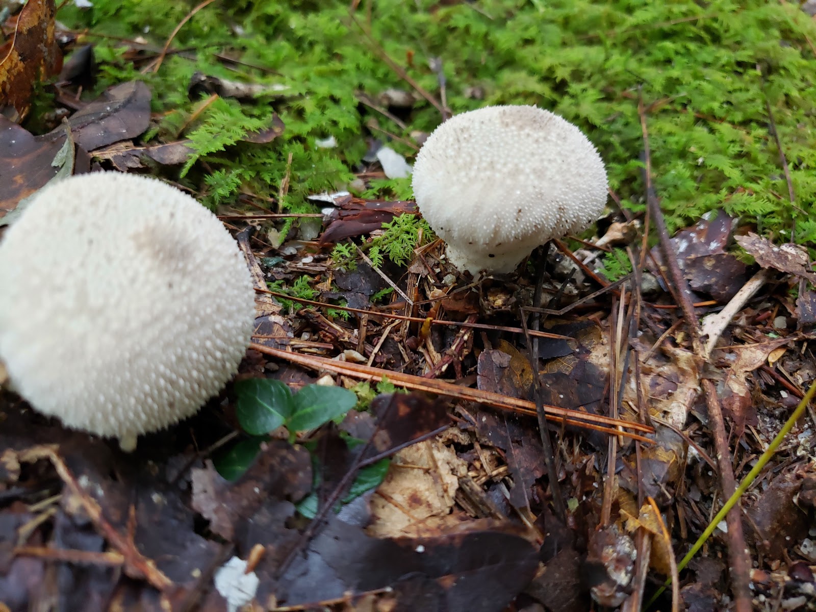 North Creek Campground
