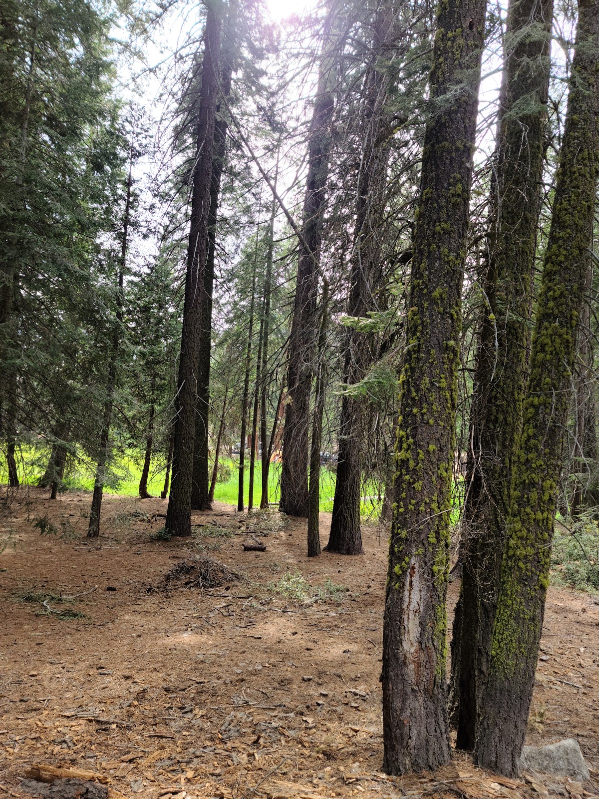 Sunset Campground - Kings Canyon National Park