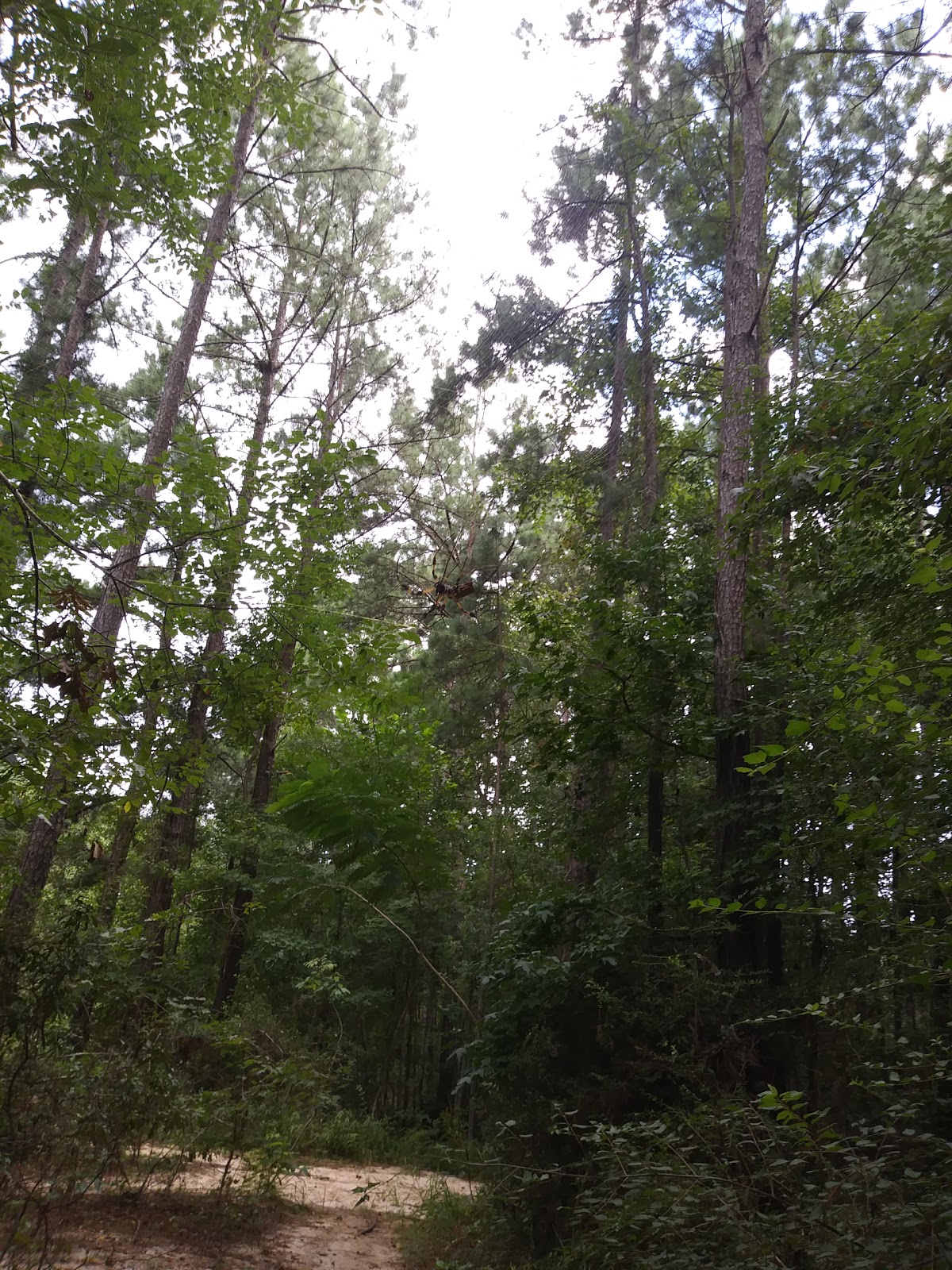 At "The Dam" on Anacoco Lake
