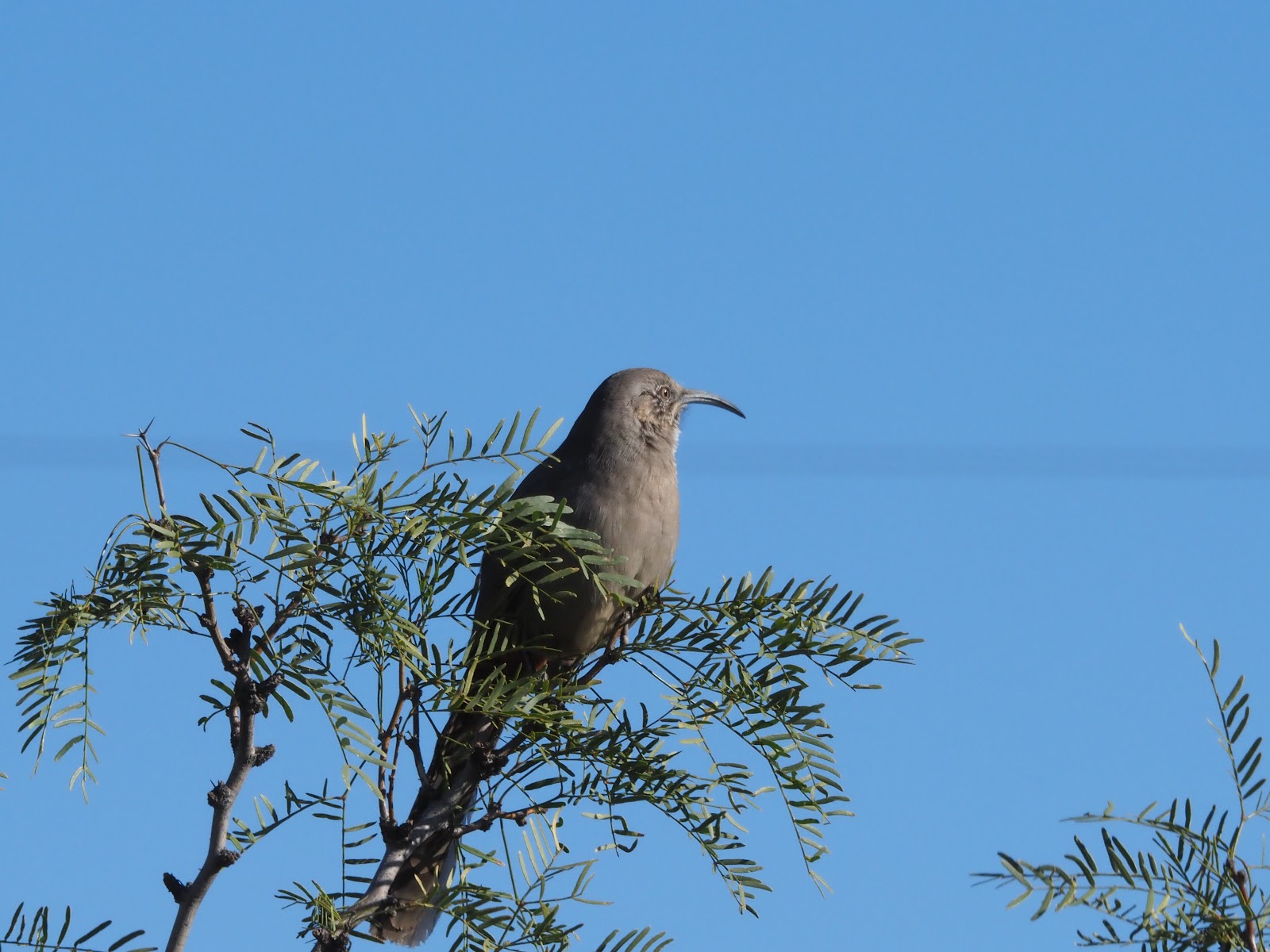 Bosque Birdwatchers RV Park