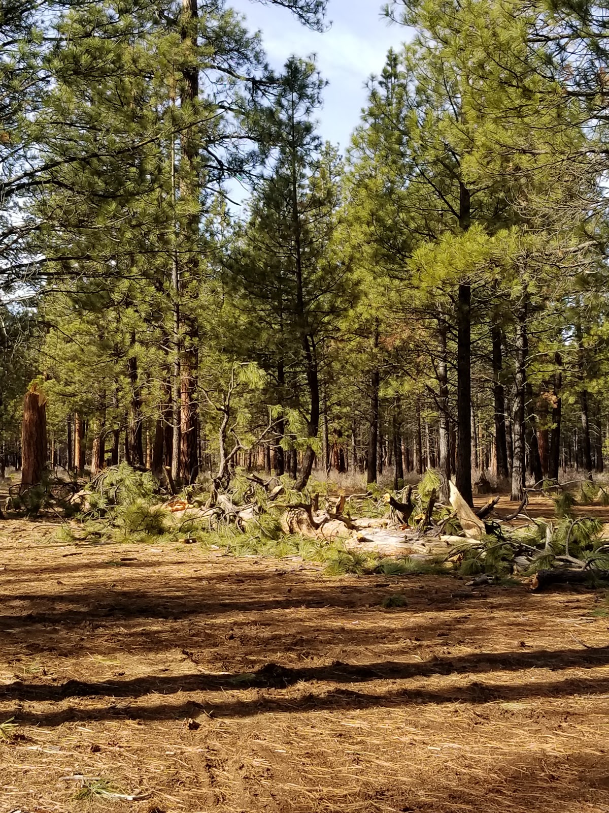 Sisters Cow Camp Horse Camp