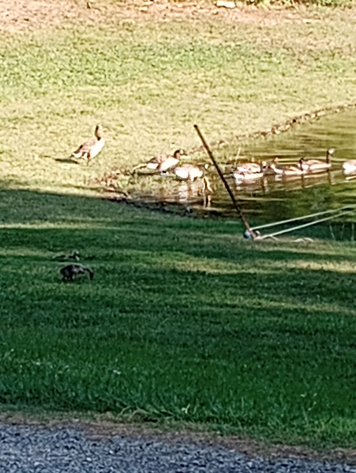 Greenlee of Fall Creek Campground