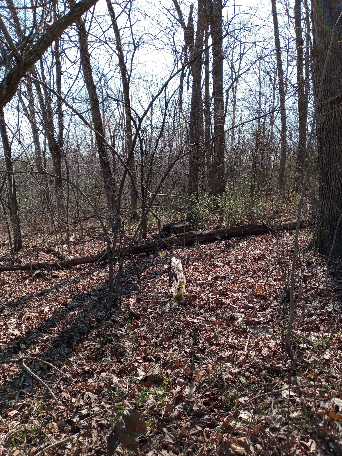 Dale Sare Conservation Area