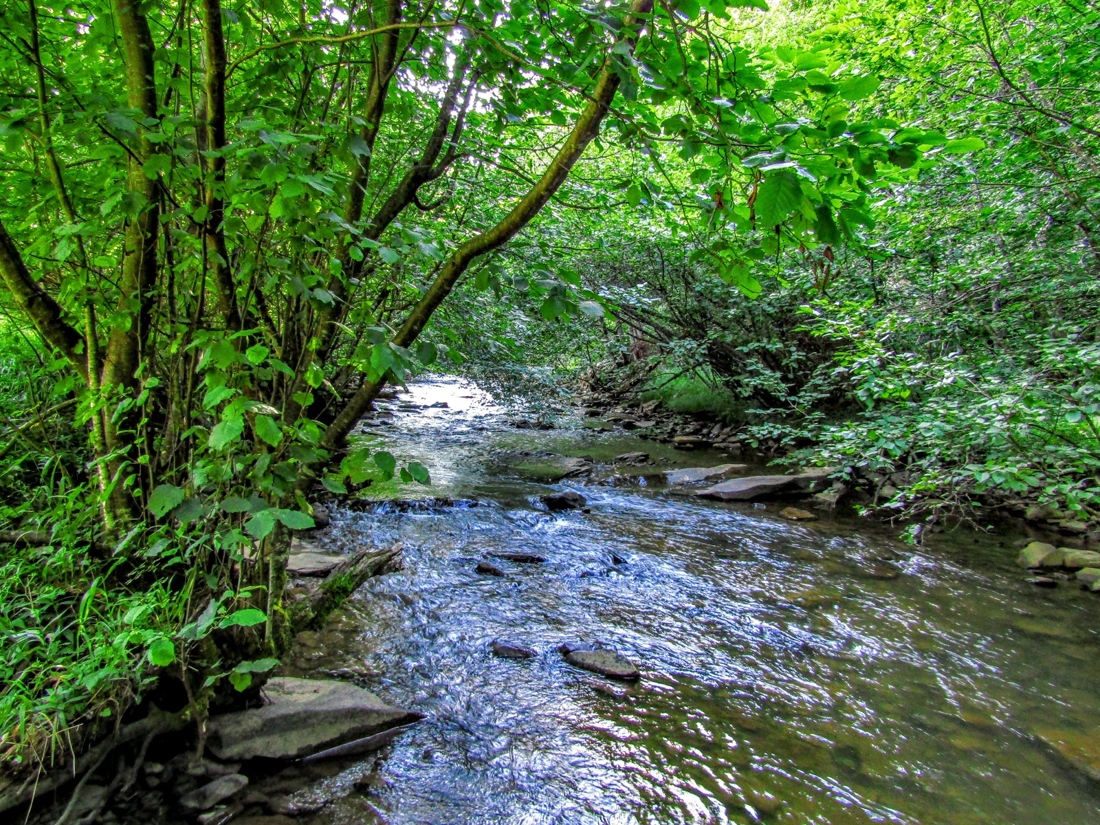 Laurel Fork NF Campground