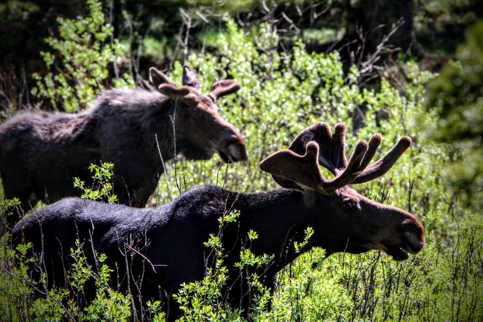 Prune Creek Campground