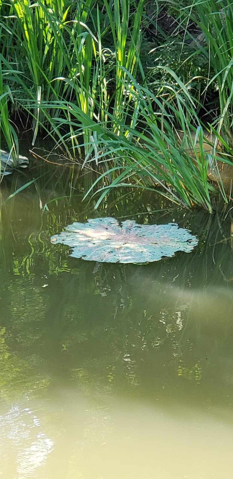 Big Lake National Wildlife Refuge