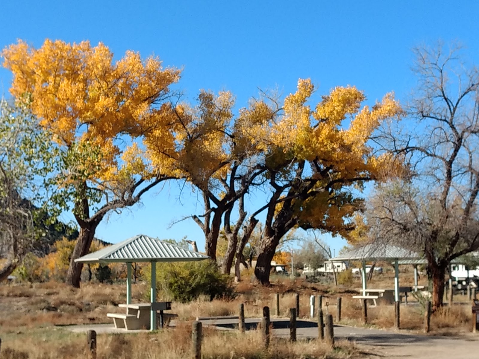 Cottonwood - Navajo Lake State Park